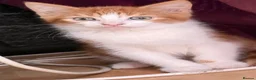 Mixed Breed cats for sale: 3 little males looking for a new home - Advert 15