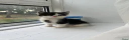 Mixed Breed cats for sale: Adorable Kittens Looking for Loving Homes in London - Advert 17