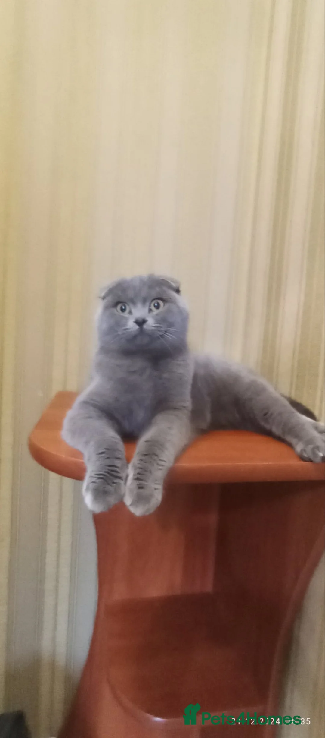 British Shorthair cats for stud: British shorthair  in Nottingham - Advert 9