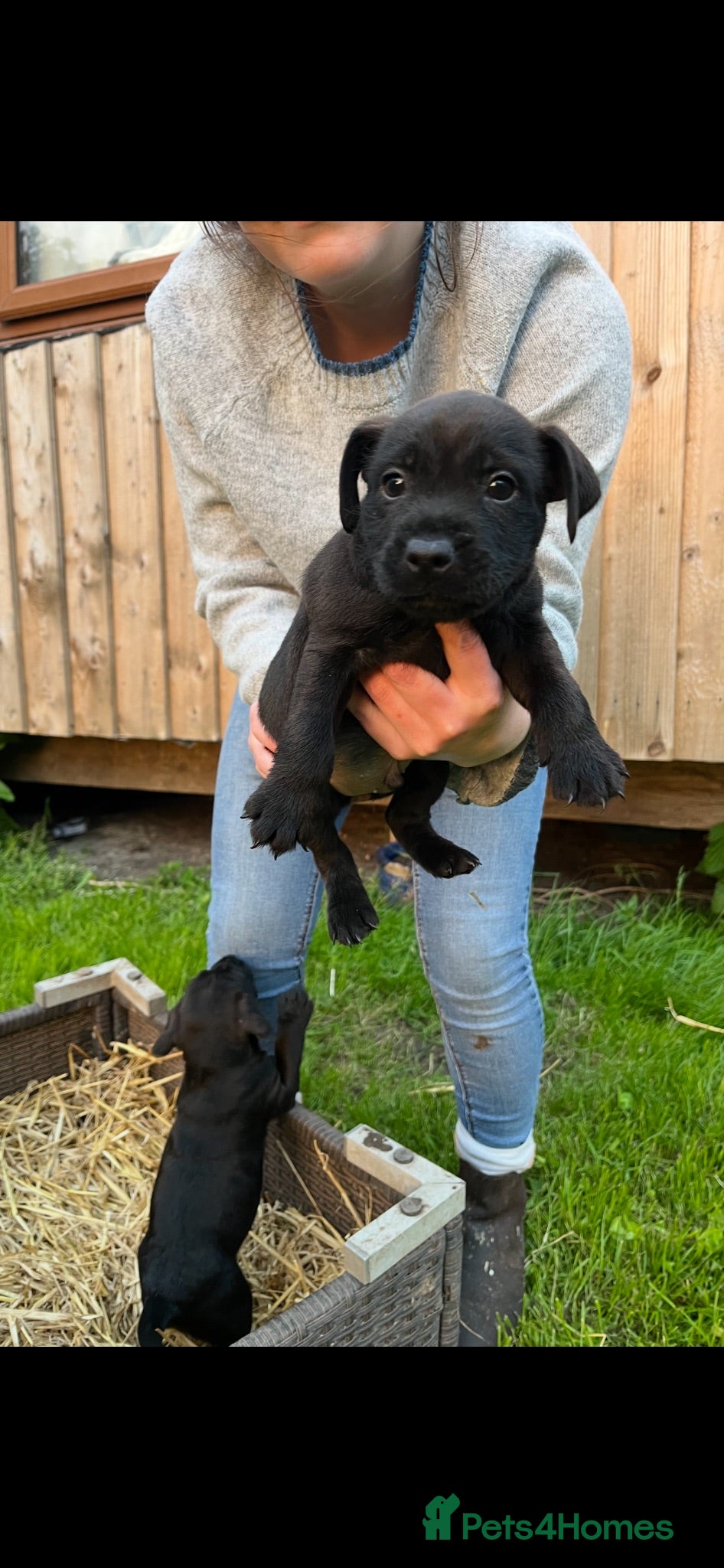 Mixed Breed dogs 3 Patterdale x Lakeland’s boys  - Advert 2