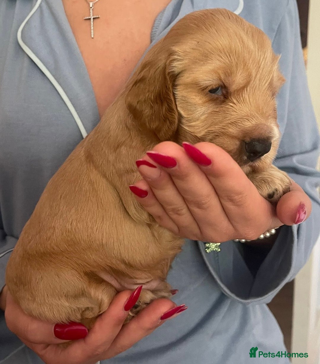 Cocker Spaniel dogs for sale: (1 left) Show type cocker spaniel puppies - Advert 4