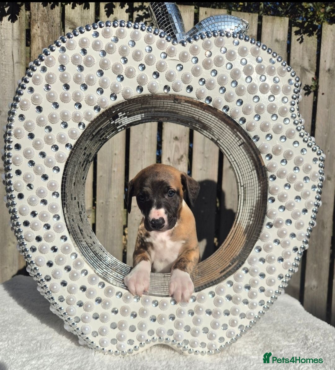 Whippet dogs 3 stunning kc registered whippet pups - Advert 18
