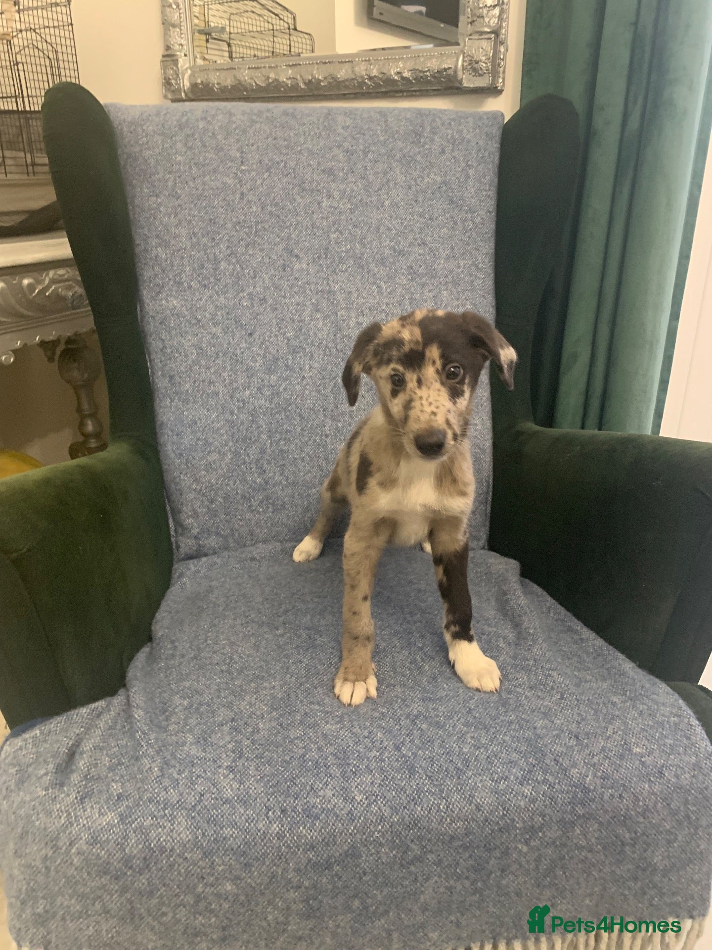 Mixed Breed dogs for sale: Blue Merle Border Collie x Lurcher Puppies  - Advert 15