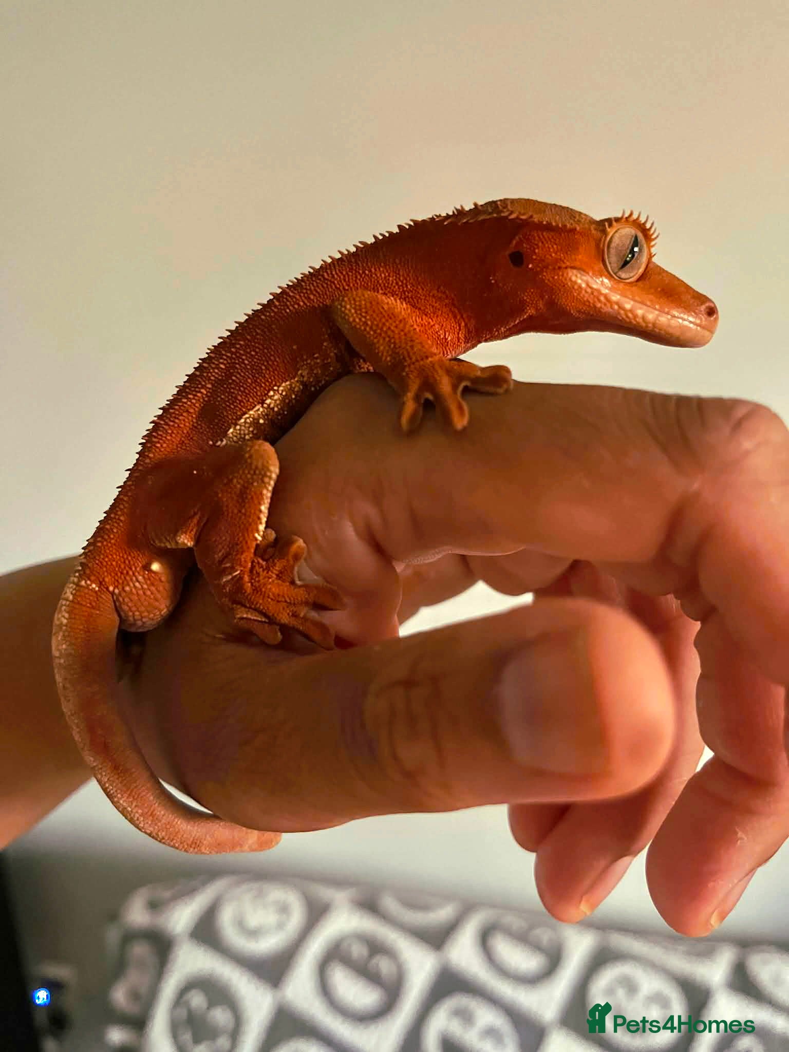 Gecko reptiles Absolutely beautiful male Red Phantom Lilly White  - Advert 17