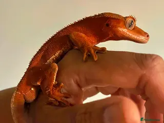 Gecko reptiles Absolutely beautiful male Red Phantom Lilly White - Advert 17