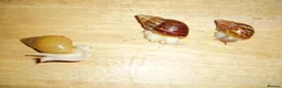 Snails invertebrates for sale: JADE GIANT AFRICAN LAND SNAILS - Advert 2