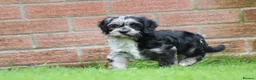 Cavapoo dogs for sale: Beautiful Cavapoo puppies for sale - Advert 32