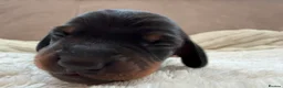 Miniature Dachshund dogs for sale: Beautiful Miniature Daschund Puppies  - Advert 15