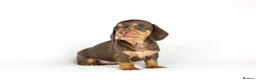 Miniature Dachshund dogs for sale: Miniature dachshund beautiful litter - Advert 6