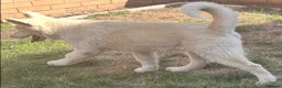 Alaskan Malamute dogs for sale: 2 females and 2 males left - Advert 20