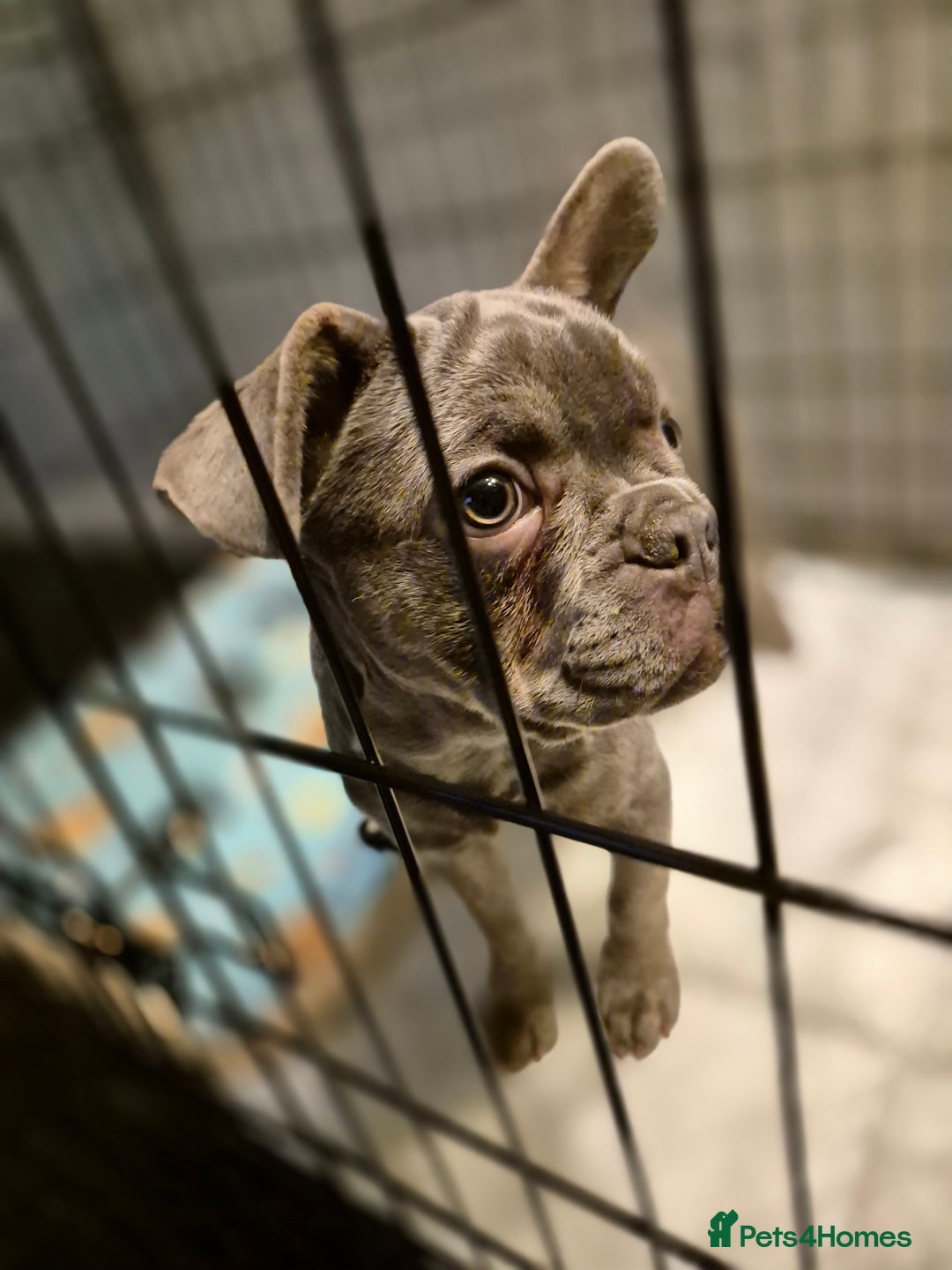 French Bulldog dogs for sale: Blue/Grey tan female french bulldog - Advert 3