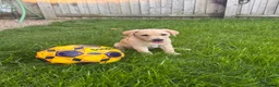 Labrador Retriever dogs for sale: Yellow Lab - Advert 8