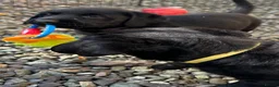 Labrador Retriever dogs for sale: Curious and playful Black Labrador Puppies in Crieff - Advert 19