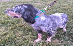 English Setter dogs for adoption: Whisky - Image 9