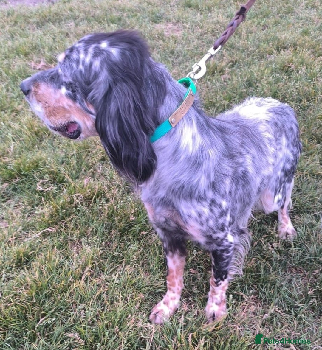 English Setter dogs for adoption: Whisky - Image 9