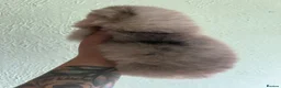 Pomsky dogs for sale: Pomsky Puppies - Advert 24