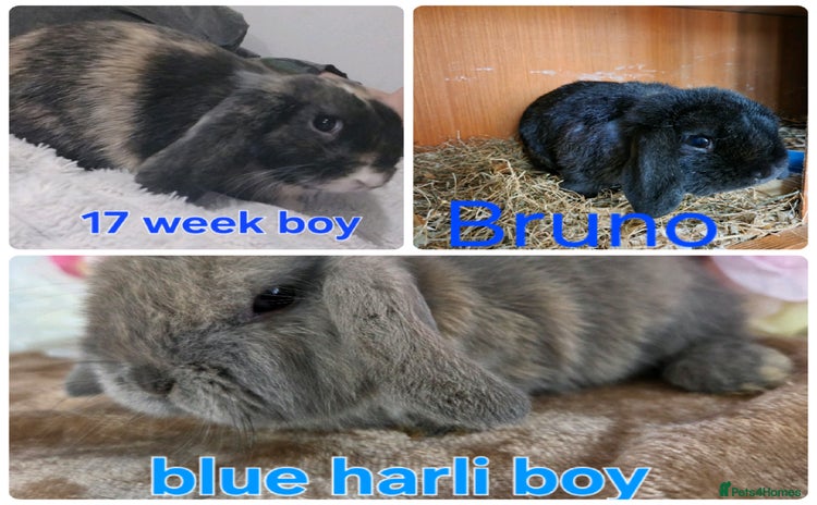 Mini Lop rabbits - Advert 2
