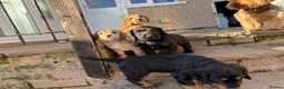 Cocker Spaniel dogs for sale: 1 puppy remaining cocker spaniels ready 07/05 - Advert 9