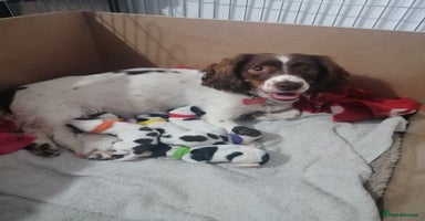 Mixed Breed dogs in Swansea - Advert 14