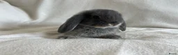 Mini Lop rabbits for sale: Mini Lops Ready to Leave Now - Advert 14