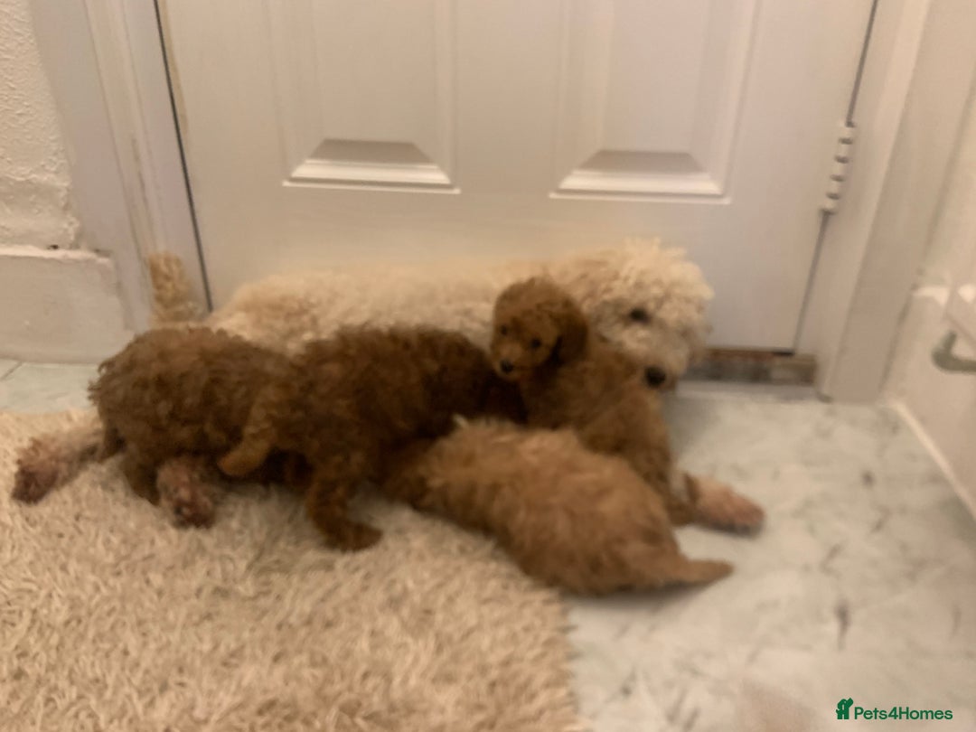 Poochon dogs for sale: Poochon puppies  - Advert 6