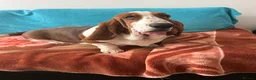 Basset Hound dogs for sale: Basset hound puppies!!! KC reg. - Advert 11