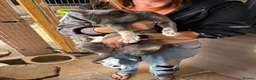 Bengal cats for sale: Retired Blue Bengal Boys - Advert 7
