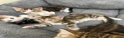 Mixed Breed cats for sale: Beautiful kittens x exotic  in King's Lynn - Advert 2