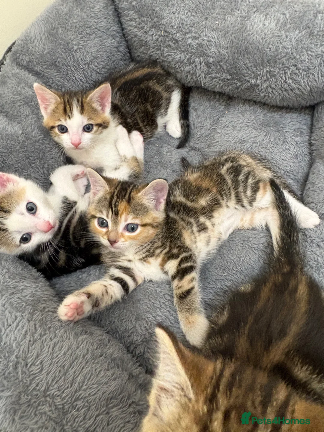 Mixed Breed cats for sale: Beautiful kittens x exotic  in King's Lynn - Advert 2