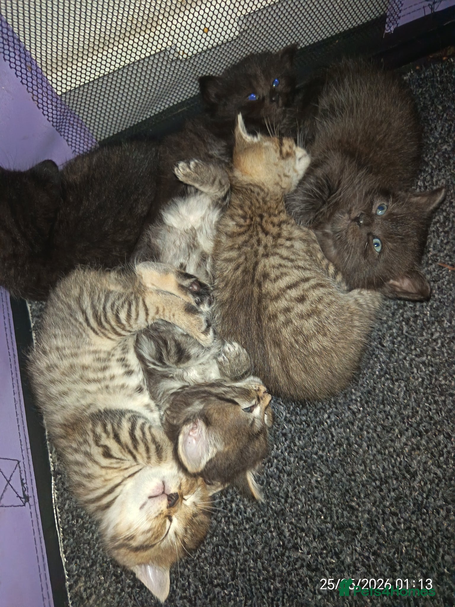 Mixed Breed cats KITTENS NEEDING GENUINE LOVING HOMES - Advert 12