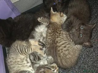 Mixed Breed cats KITTENS NEEDING GENUINE LOVING HOMES - Advert 12