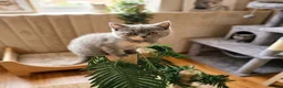 British Shorthair cats for sale: Absolutely beautiful kittens looking forever homes - Advert 4