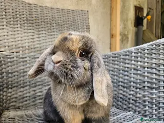 Mini Lop rabbits Mini lops for sale - Advert 2