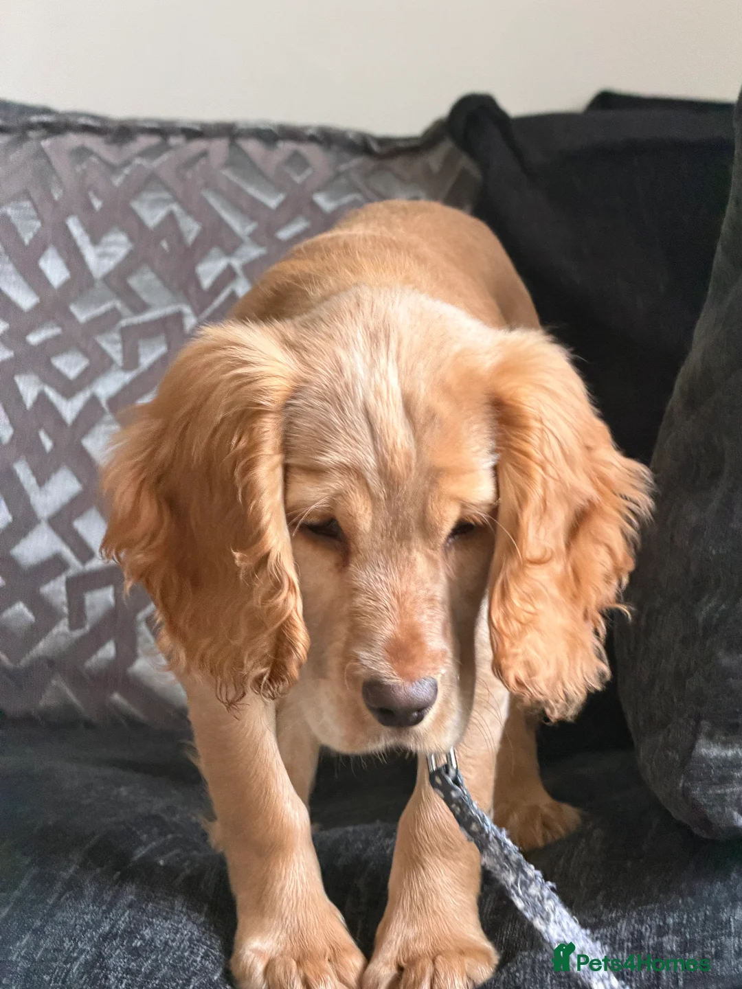 Cocker Spaniel dogs for sale: 14-Week Puppy Needs Loving Forever Home - Advert 2