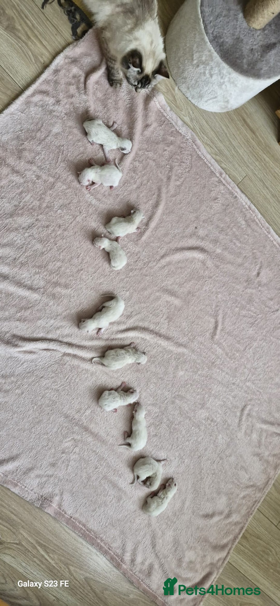 Ragdoll cats for sale: 🐾Last  Girl - Genetically clear 🐾 - Image 16