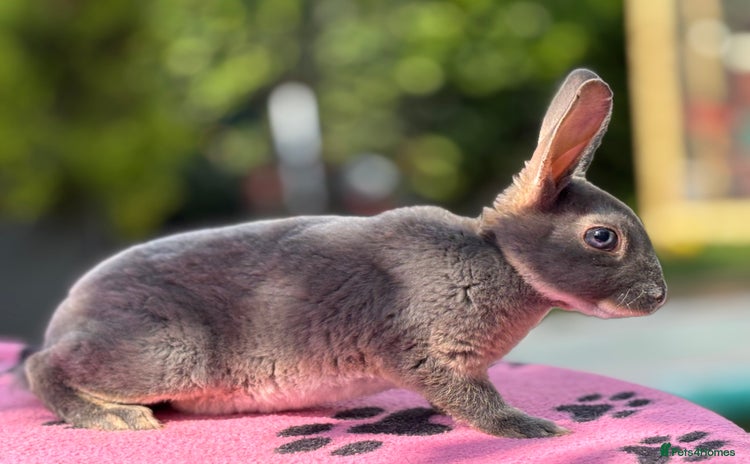 Rex rabbits - Advert 9