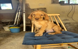 Hungarian Vizsla dogs for sale: Wire haired vizsla X  - Image 18