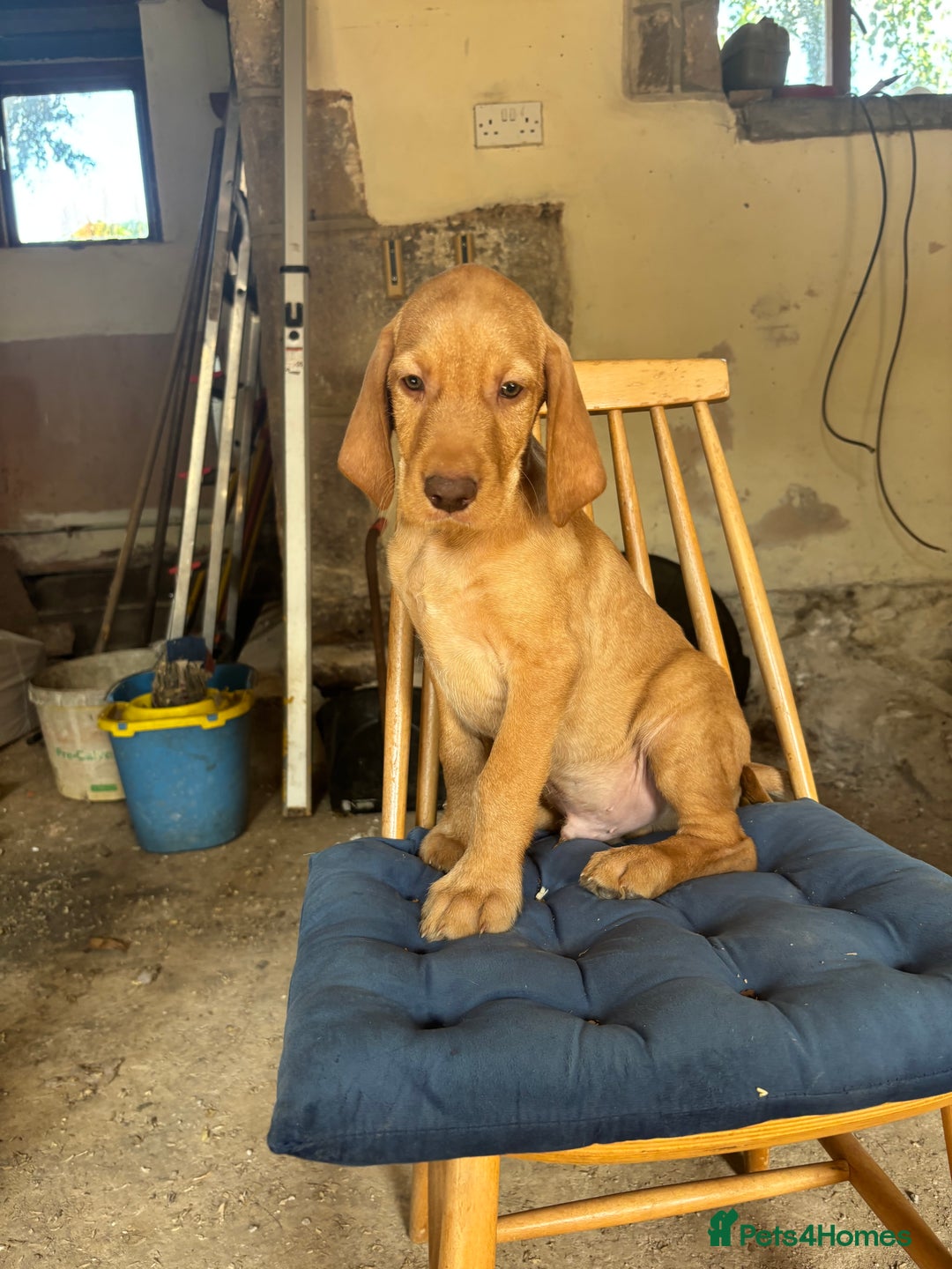 Hungarian Vizsla dogs for sale: Wire haired vizsla X  - Image 18