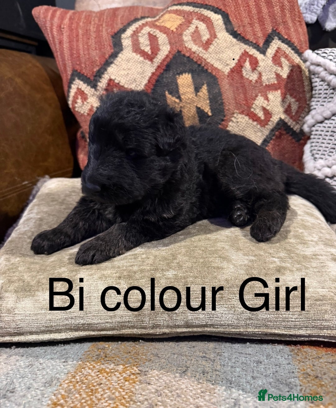 German Shepherd dogs for sale: Long Haired Health Tested German Shepherd Pups  - Advert 9