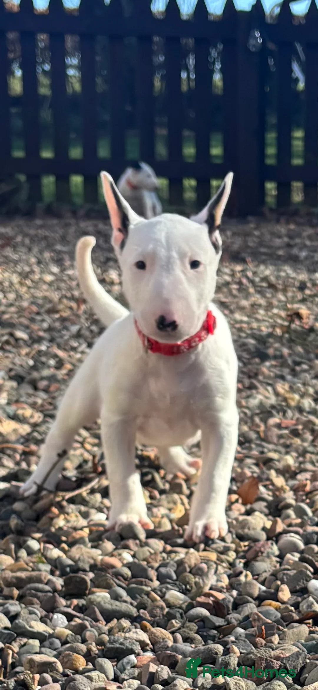 English Bull Terrier dogs for sale: Outstanding female Bullterrier  - Advert 2