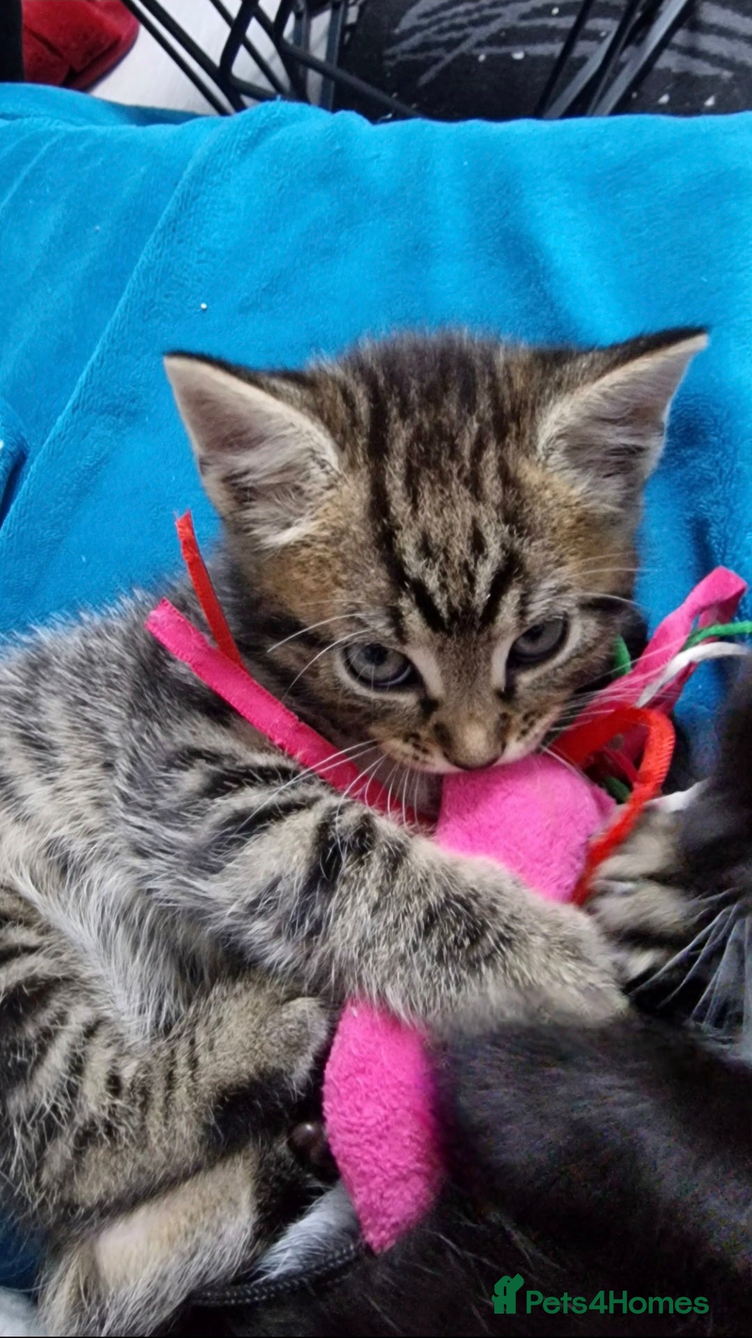 Mixed Breed cats for sale: Three lovely kittens are looking for forever home - Image 24