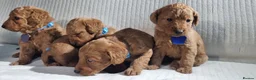 Labradoodle dogs for sale: Labradoodle Fox Red ❤️ Health Check - Advert 18