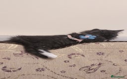 Persian cats for sale: Persian chinchilla  - Image 5