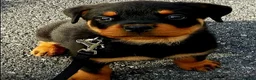 Rottweiler dogs for sale: Pedigree Rottweiler Female 3 Years 3 months old. - Advert 12