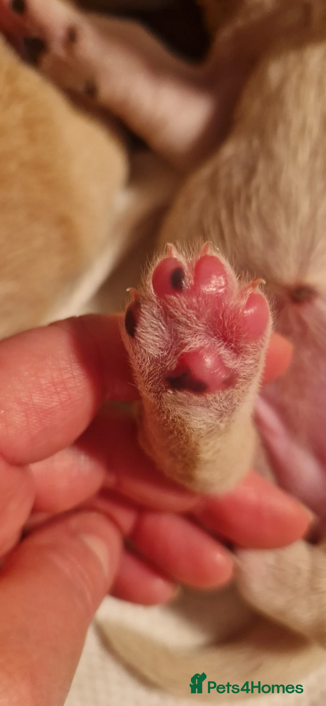 Golden Retriever dogs for sale: Golden Retriever puppies- 3 weeks old - Advert 30