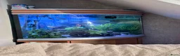 Plecos fish for sale: bristlenose plecos in Rochdale - Advert 4