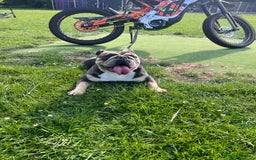 English Bulldog dogs for sale: English Bulldog lilac tri  - Image 6