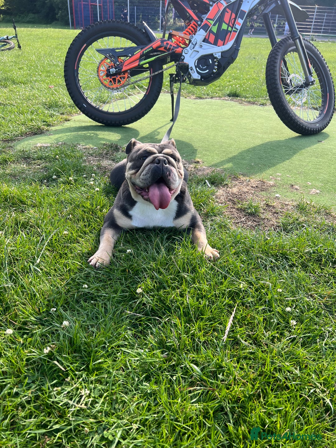 English Bulldog dogs for sale: English Bulldog lilac tri  - Image 6