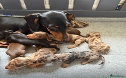 Miniature Dachshund dogs for sale: True miniature smooth coat dachshund puppies  - Image 5