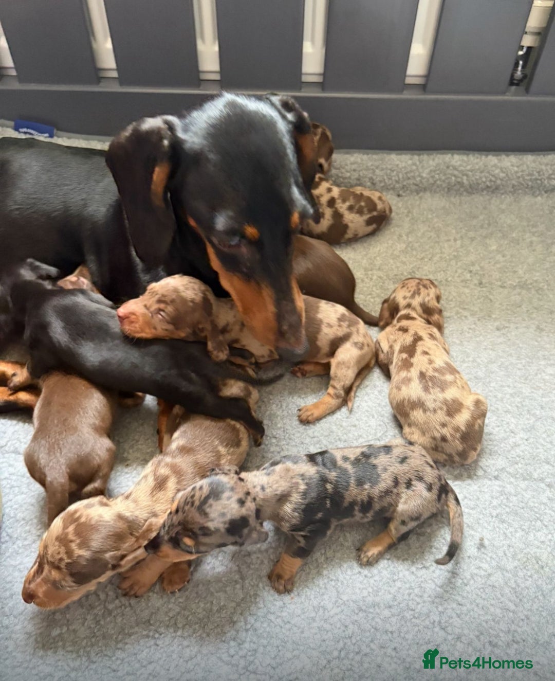 Miniature Dachshund dogs for sale: True miniature smooth coat dachshund puppies  - Image 5